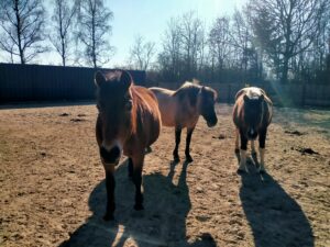 Read more about the article Escher Déierepark