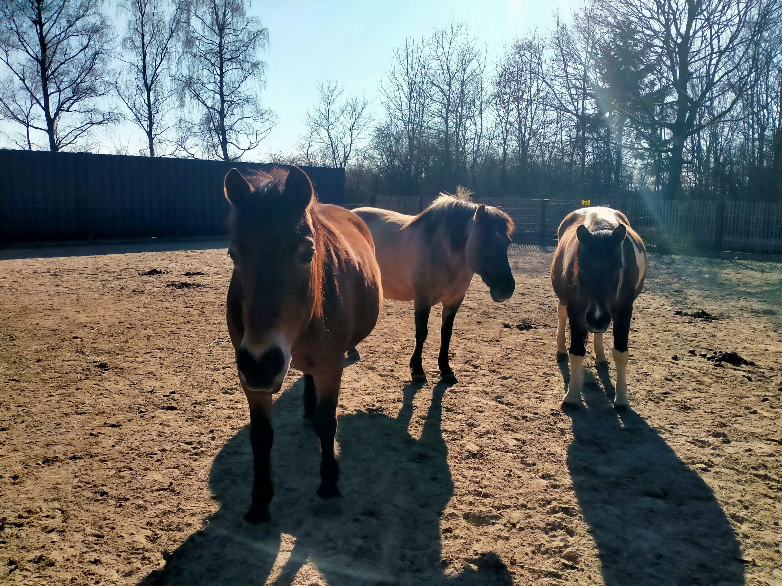 You are currently viewing Escher Déierepark